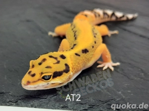 Leopardgecko Afghan Tangerine  Bild 4