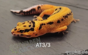 Leopardgecko Afghan Tangerine  Bild 2