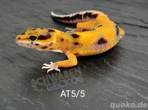 Leopardgecko Afghan Tangerine  Bild 5