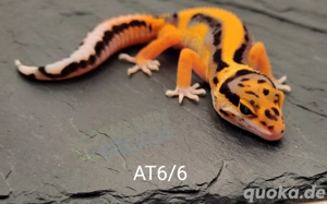 Leopardgecko Afghan Tangerine 