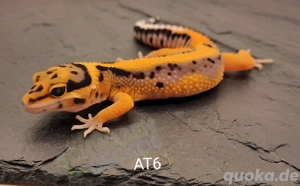 Leopardgecko Afghan Tangerine  Bild 6
