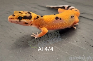 Leopardgecko Afghan Tangerine  Bild 7