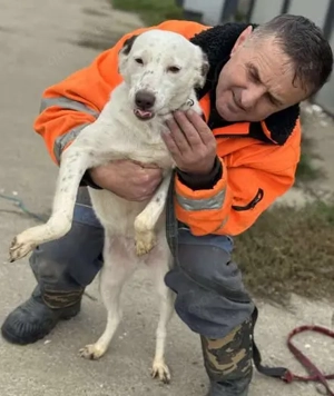 Orlanda - liebe Herzenshündin aus Rumänien Bild 2
