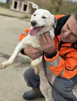 Orlanda - liebe Herzenshündin aus Rumänien Bild 5