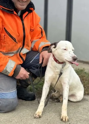 Orlanda - liebe Herzenshündin aus Rumänien Bild 10
