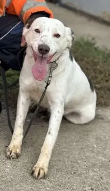 Orlanda - liebe Herzenshündin aus Rumänien Bild 9