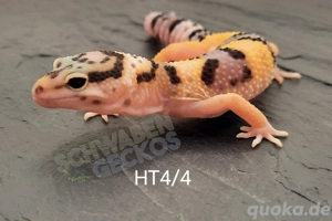 Leopardgecko Super Hypo Tangerine,  High Yellow, Mack Snow Combos Bild 2