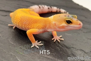 Leopardgecko Super Hypo Tangerine,  High Yellow, Mack Snow Combos