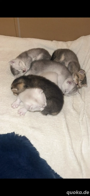 Süße BKH-Kitten suchen ein liebevolles Zuhause