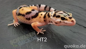 Leopardgecko Super Hypo Tangerine,  High Yellow, Mack Snow Combos Bild 3