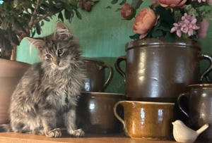 Maine Coon Katerchen Alec und Denny