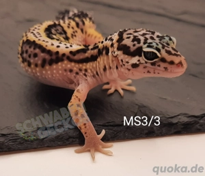 Leopardgecko Super Hypo Tangerine,  High Yellow, Mack Snow Combos Bild 8