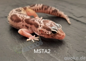Leopardgecko Super Hypo Tangerine,  High Yellow, Mack Snow Combos Bild 7