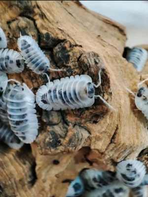 Nesodillo arcangelii Shiro Utsuri 