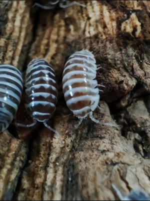 Armadillidium maculatum chocolate 