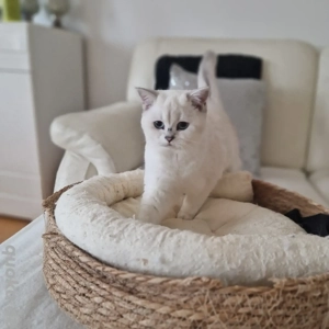 BKH Kitten Silver Shaded Point, nur noch ein Weibchen übrig 