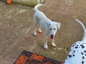 Neve   sanftes Mädchen mit starkem Herzen