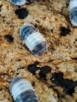 Cubaris Panda King Bodenpolizei 