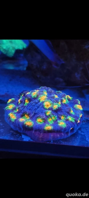 Chalice Afterschock (Selten)