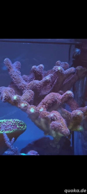 Milka Acropora 