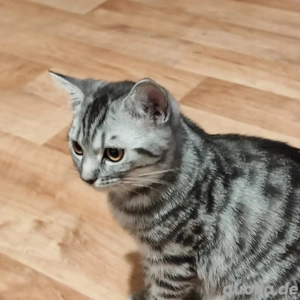 BKH kitten  abgabebereit 1 Mädchen sind noch frei 