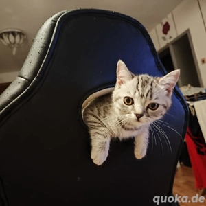 bkh 1 junge ist noch zu haben 