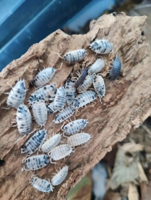 Porcellio laevis Panda White black Pandaasseln Bodenpolizei 