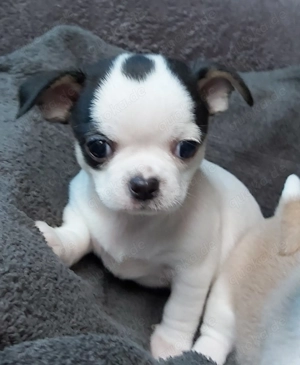 Chihuahuawelpen (weiblich und männlich) suchen ein neues zu Hause