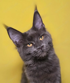 reservierte- Alpha Maine Coon, blau farbe, mit Stammbaum 