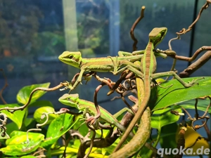 Kronenbasilisken-Nachzucht