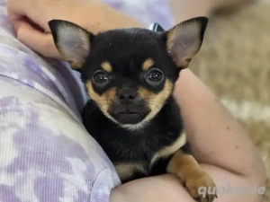 Top registrierte Chihuahua-Welpen suchen ein neues Zuhause 