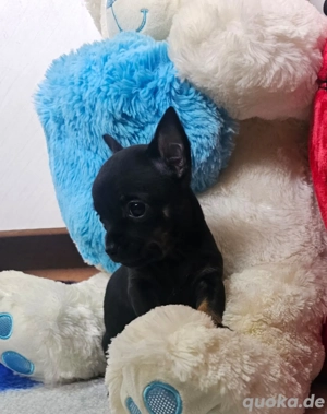 chihuahua welpen 
