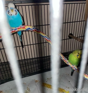 Zwei Wellensittiche günstig abzugeben