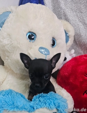 chihuahua welpen 