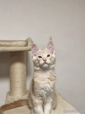 Maine Coon Kätzchen mit Stammbaum