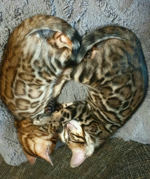 Bengal kitten mit Stammbaum 