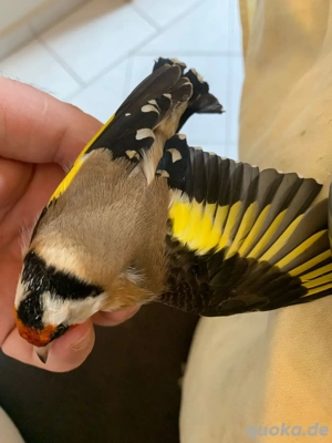 Stiegliz vogel europäisch 