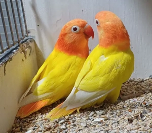 Pfirsichköpfchen Fischeri lutino opalin