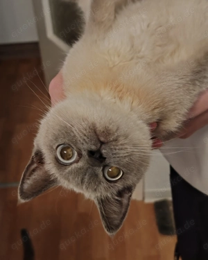  bkh shinshila Silber Point blau 