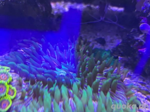 korallen, ableger, meerwasser 