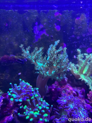 korallen, meerwasser, ableger 