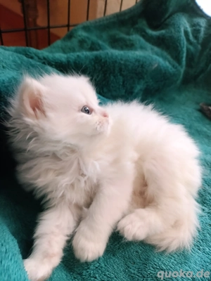 Mix Kätzchen (Perser und Maine coon))