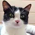 Dreibeinchen Brodino sucht liebevolle Menschen