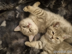 Britisch Kurzhaar   2 Kitten frei Mädchen 