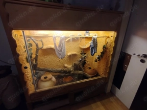 Verkaufe drei Kornnattern mit Terrarium und Deko!