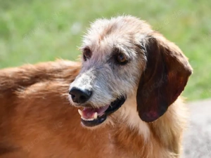 Bubu sucht sein Zuhause