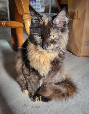  Main Coon-Mädchen, 5 Monate alt , 450     