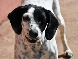Betty sucht ihr Zuhause (noch auf Sardinien)