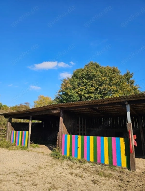 Paddocktrailplätze für Allergiker in 24392 Süderbrarup frei!!! Auch Reha Kur-geeignet, da Ostsee!