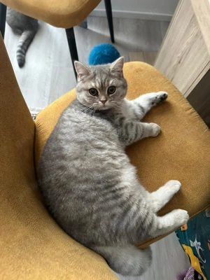 Bkh Kitten shorthair